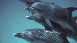 Модель DolphinGemma на базе Google Gemini — новый инструмент в изучении сложной системы коммуникации дельфинов